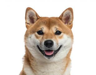Shiba Inu