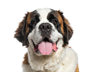 Saint Bernard dog