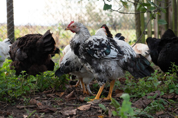 Speckled chicken standing among other chickens on grass near a fence in a yard.
