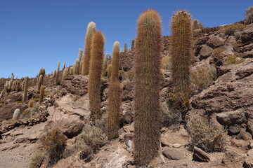 The giant cacti of the Incahuasi island in the Salar de Uyuni, Bolivia