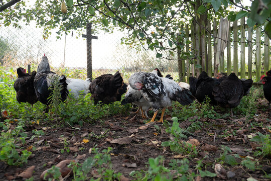 Chicken flock grazing under trees near a wire fence, natural rural farm life.