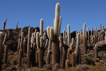 The giant cacti of the Incahuasi island in the Salar de Uyuni, Bolivia