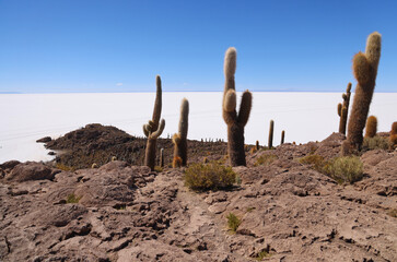 The giant cacti of the Incahuasi island in the Salar de Uyuni, Bolivia