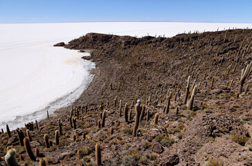 The giant cacti of the Incahuasi island in the Salar de Uyuni, Bolivia