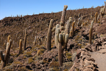 The giant cacti of the Incahuasi island in the Salar de Uyuni, Bolivia