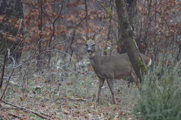 Un chevreuil dans la for&ecirc;t