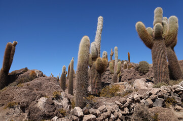 The giant cacti of the Incahuasi island in the Salar de Uyuni, Bolivia
