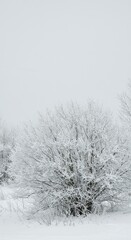 Dormant brush and hardy shrubs coated in a fresh layer of glistening white snow under a pale gray winter sky, illustrating the frozen landscape ,winter ,natural ,white