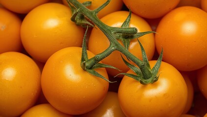 Fresh Yellow Tomatoes on the Vine in a Market on a Sunny Day