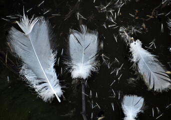 Waterfowl feathers on the water.