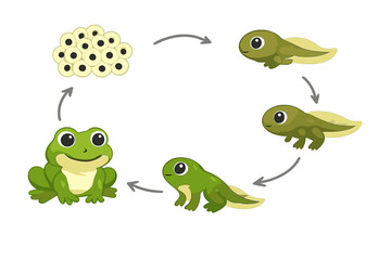 Obraz premium Life Cycle of a Frog