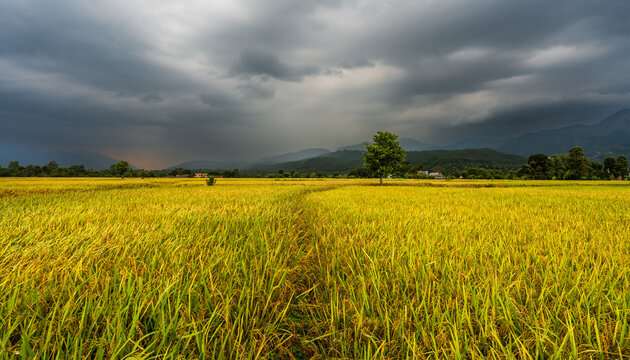 Rainclouds and ready to harvest paddy or rice crop on the agricultural land in Rampur, Palpa, Nepal. 