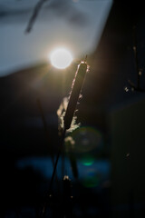 Rohrkolben im Gegenlicht