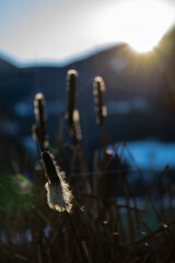 Rohrkolben im Gegenlicht