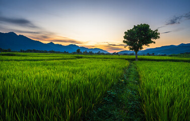 Calm and beautiful scene during twilight with views of mountains, hills, green pastures and golden sky in Rampur, Palpa, Nepal.   © Gaurav Aryal