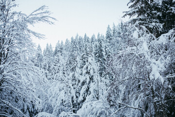 panoramic view of mountain covered by trees under snow