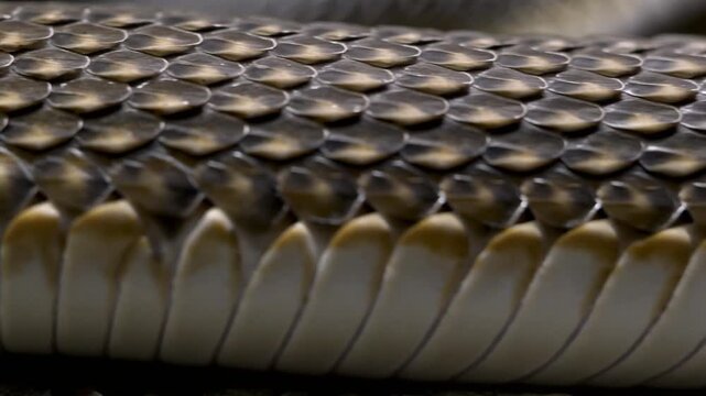 Close-up Macro Shot of Snake Scales and Ventral Scales.