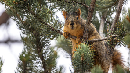 Sunlight filters through the thick evergreen needles, illuminating the twitching whiskers and soft copper fur of a squirrel perched high above the Boulder valley.