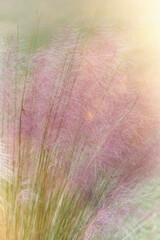 Pink Pampas Grass, Full Bloom with Green Stems