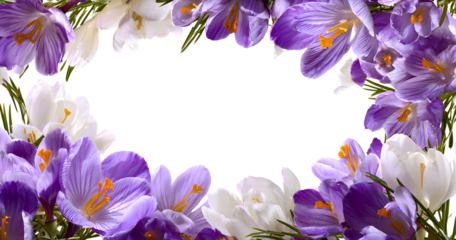 lazyaisheba_a_large_rosemary_bush_with_purple_flowers_set_again - lazyaisheba_white_background_with_purple_crocuses_on_the_bottom (3)