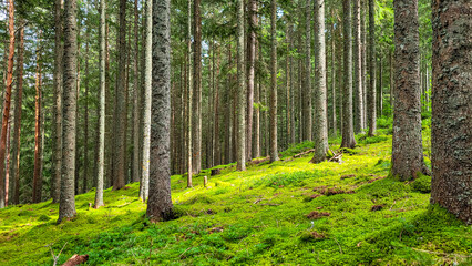 Fototapeta premium Amazing pine and fir forest with green moss and sunbeam on the green forest floor. Black forest, Schwarzwald, South Germany.
