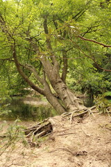 Fototapeta premium Appalachian Riverbend