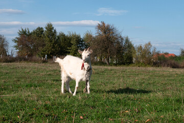 Fototapeta premium Single white goat standing in the middle of a green meadow, clear day and quiet rural mood.