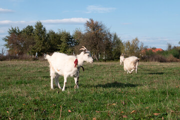 Obraz premium White horned goat on a chain grazing on an open field, simple authentic farm life.