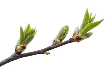 Spring buds on branch, fresh growth