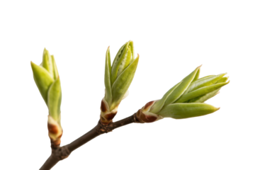 Spring tree branch with buds