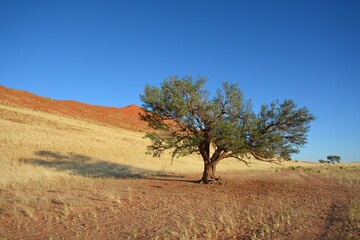 Sandw&uuml;ste im Namib-Naukluft-Nationalpark in Namibia