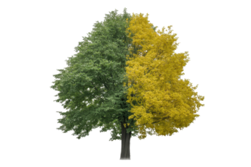 Tree with green and yellow foliage