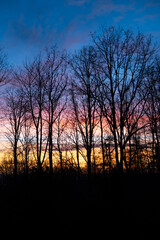 Naklejka premium Silhouette Trees Against Colorful Sunset Sky