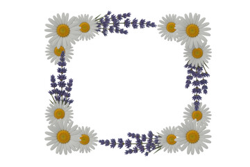 Fototapeta premium Daisy and lavender floral frame