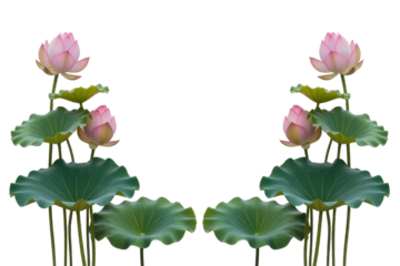 Elegant Lotus Flowers and Pads Arrangement