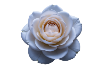 Elegant white rose blossom