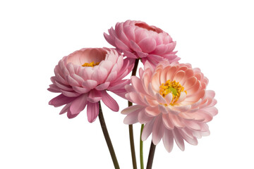 Fototapeta premium Elegant strawflowers bouquet