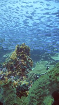 A school of neon fusiliers glides past shallow coral formations in Karang Hatta, Banda Sea.