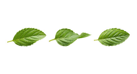 Fototapeta premium Fresh Green Mint Leaves Isolated on White Background