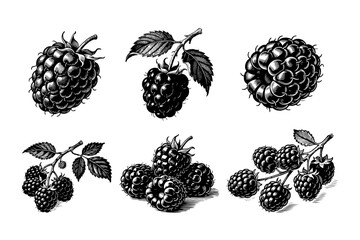 Detailed hand-drawn blackberries and raspberries in engraving style on a white background, representing botanical and organic food concept