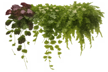 Hanging green plants and lush foliage with purple and white flowers providing natural decoration, transparent background