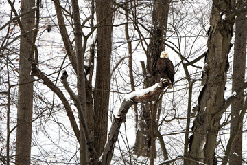 Mature bald eagle in the wild. Snow covered ground and trees. Bird is perched on a branch. Loyalhanna Dam located in Saltsburg, Pennsylvania. Winter, wildlife scene.