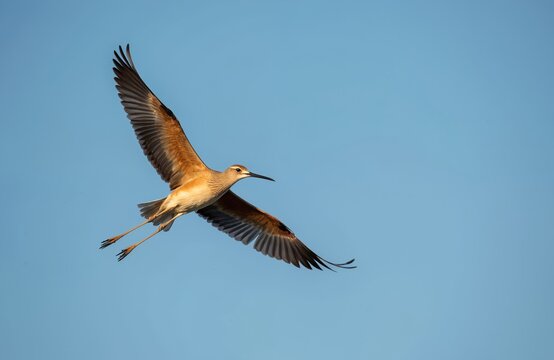 Bar tailed godwit bird flies across blue sky. Long legs trail behind bird with wings spread wide. Wildlife animal in natural habitat during daytime.