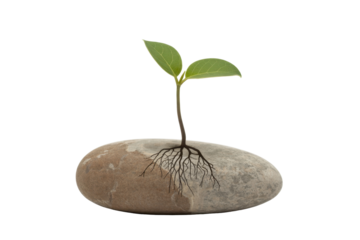 Sprout growing from a stone
