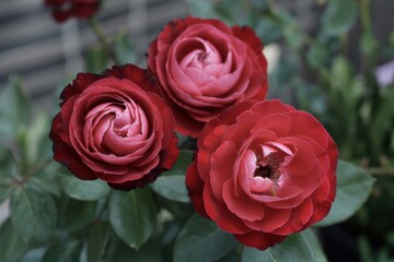 Naklejka premium Three Blooming Red Roses Close-up