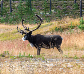 Rentier in freier Wildbahn in Schweden 