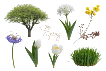 Spring floral elements collection