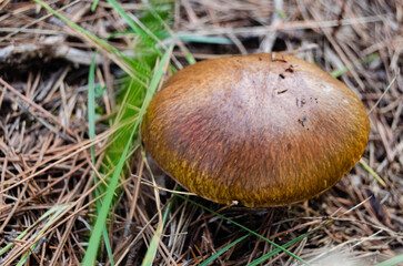 Forest Fungi Macro Photography with Soft Background