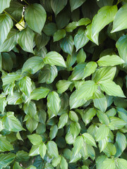 green leaves background