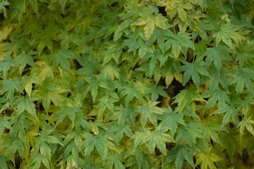 green leaves background